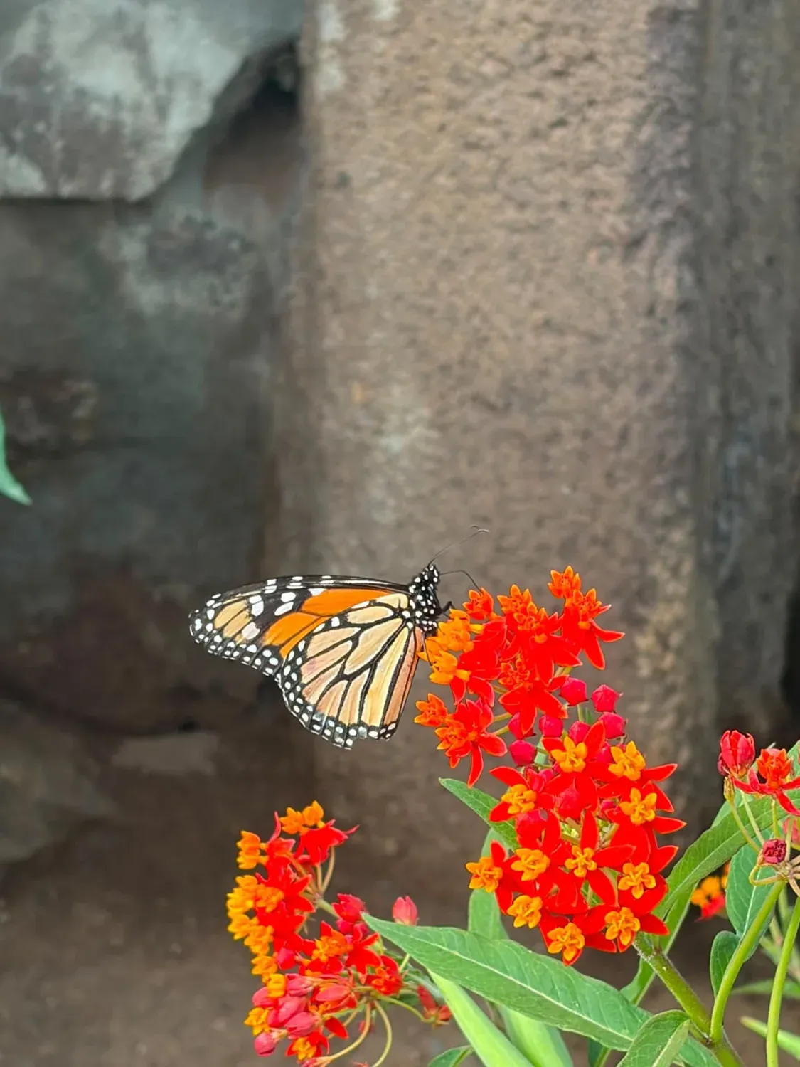 Schmetterling auf der Finca