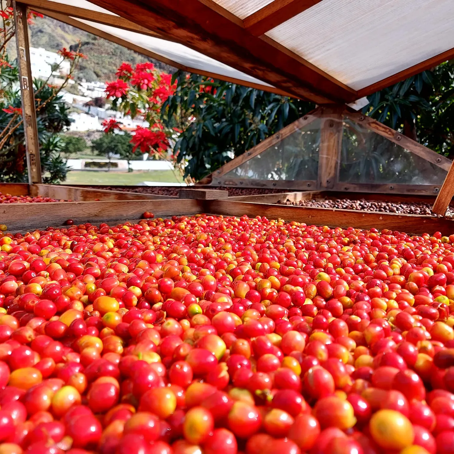 Coffee cherries drying at the finca