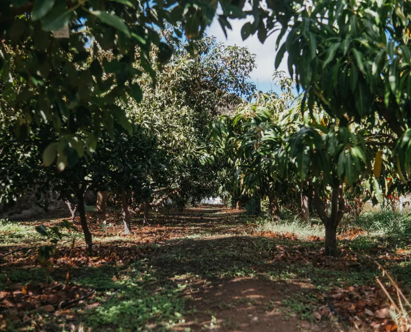 Coffee plants