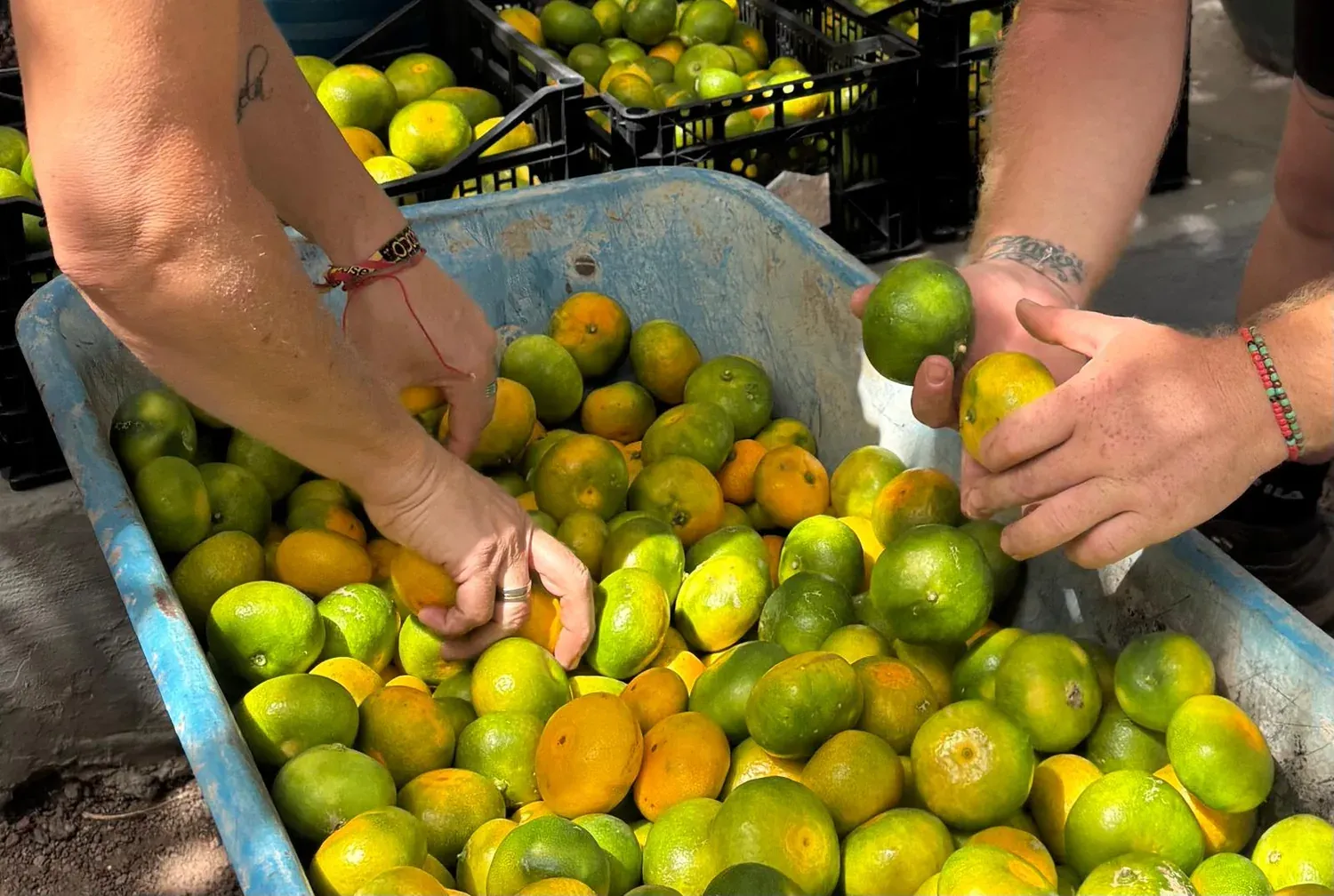 Freshly picked citrus fruit being sorted