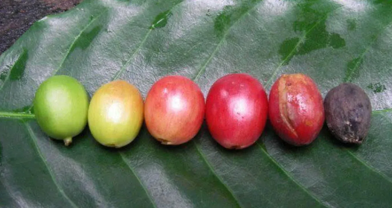 Ripening stages of the coffee cherry