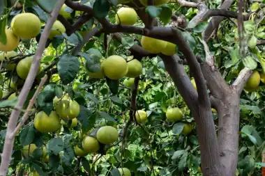 Finca Los Castaños – 05