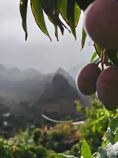 Mangoes of the Finca