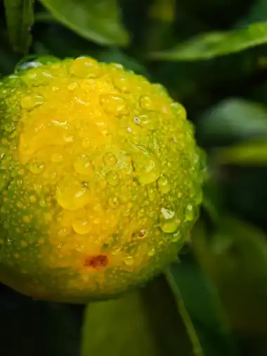 Citrus fruit after the rain