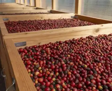 Finca Los Castaños – home 5